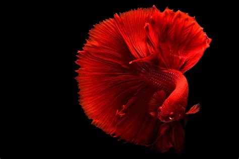 red beta fish|Betta Fish Care 101: Everything You Need To Know .